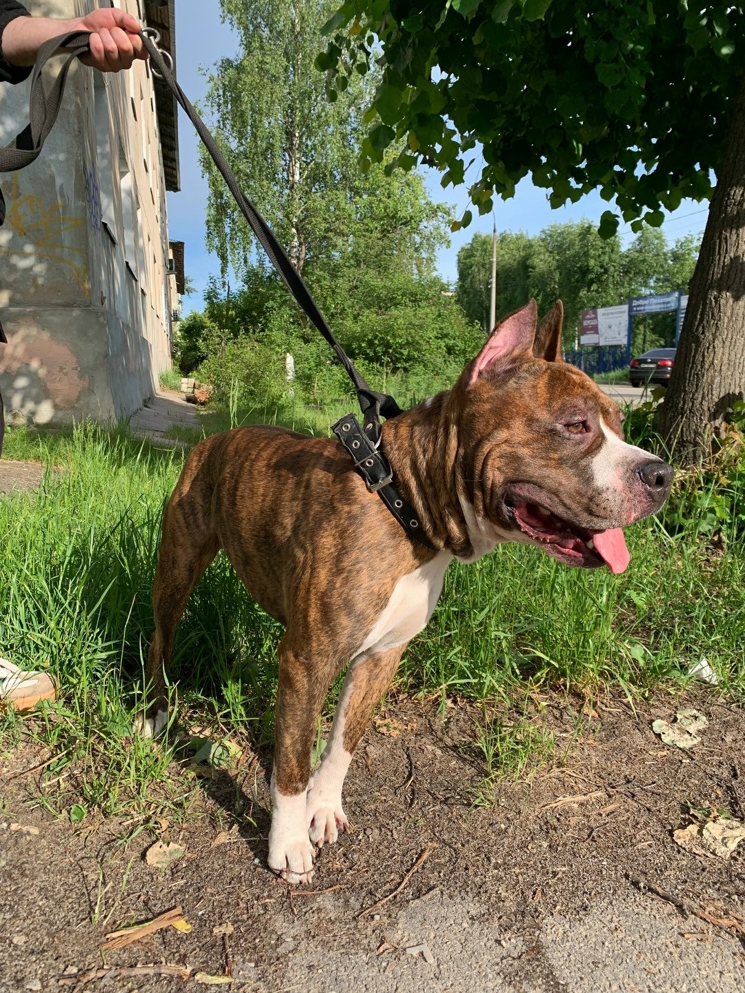 Found Dog in Sheffield, England — listing photo