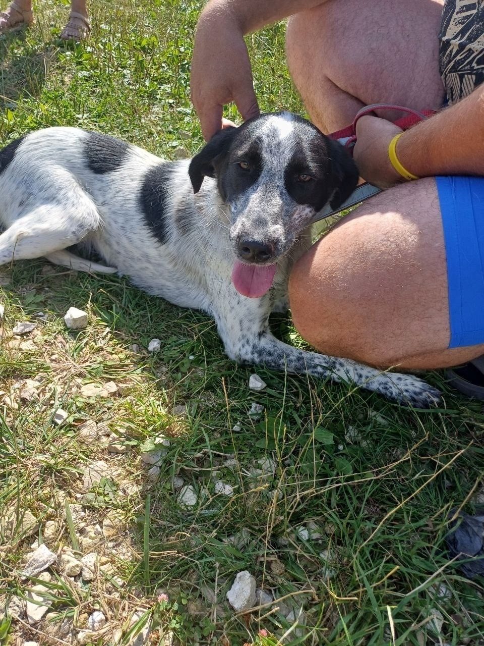 Found Dog in Cambridge, England — Dog found nearby