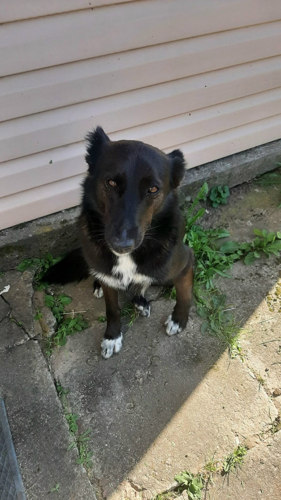 Found Dog in Reading, England — Stray dog found safe