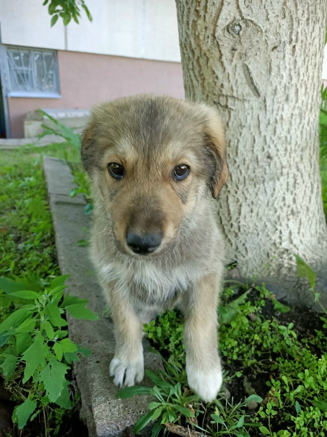 Found Dog in Newcastle upon Tyne, England — Stray dog found safe
