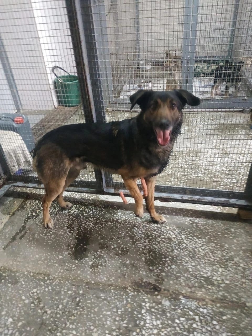 Found Dog in Stoke-on-Trent, England — Dog found nearby