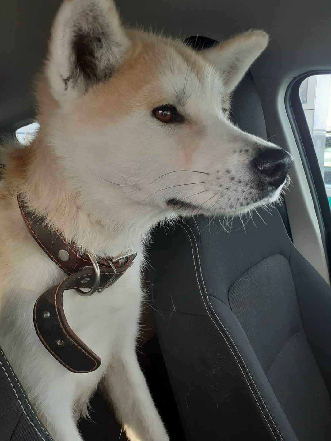 Found Dog in Glasgow, Scotland — Stray dog found safe