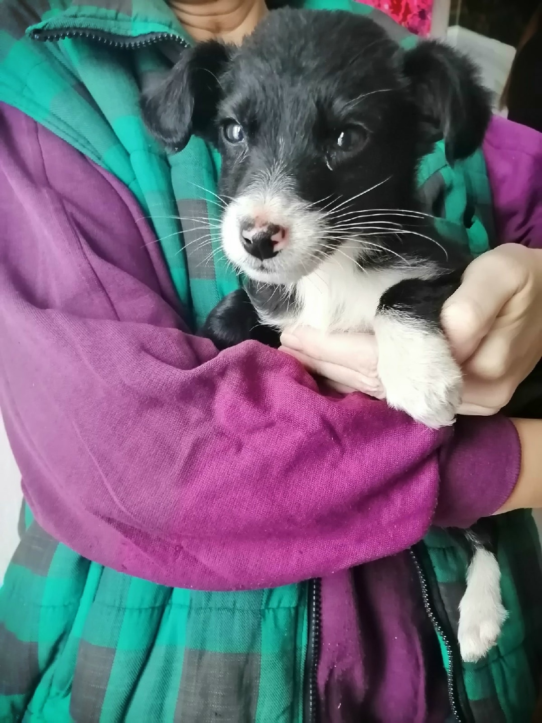 Lost Dog in Oxford, England — listing photo