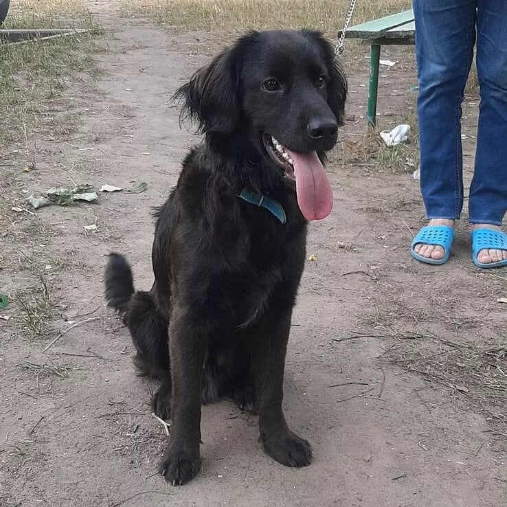 Found Dog in Derby, England — listing photo