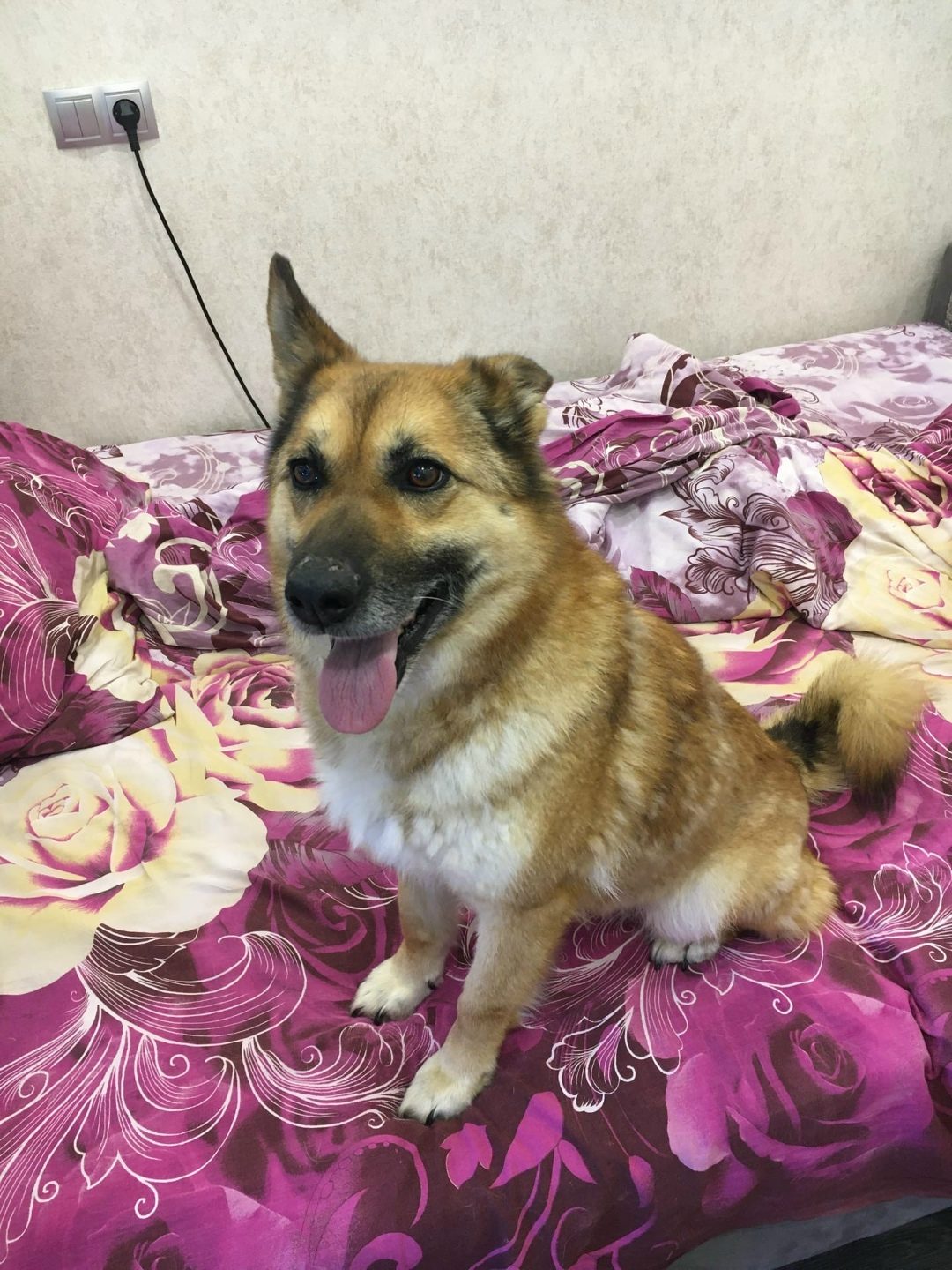 Found Dog in Leeds, England — Stray dog found safe