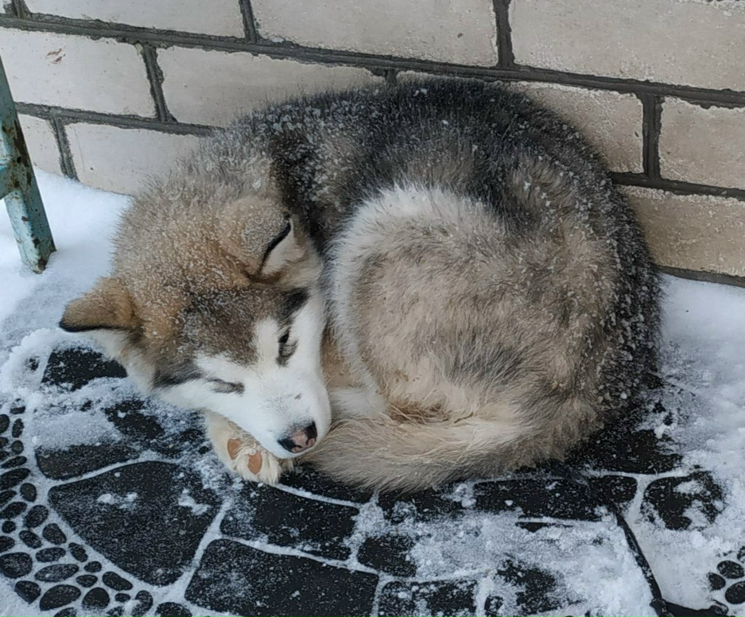 Found Dog in Southampton, England — listing photo