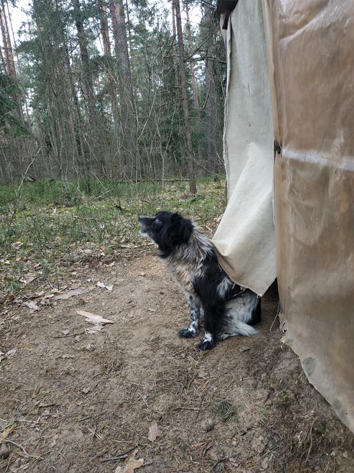 Found Dog in York, England — listing photo