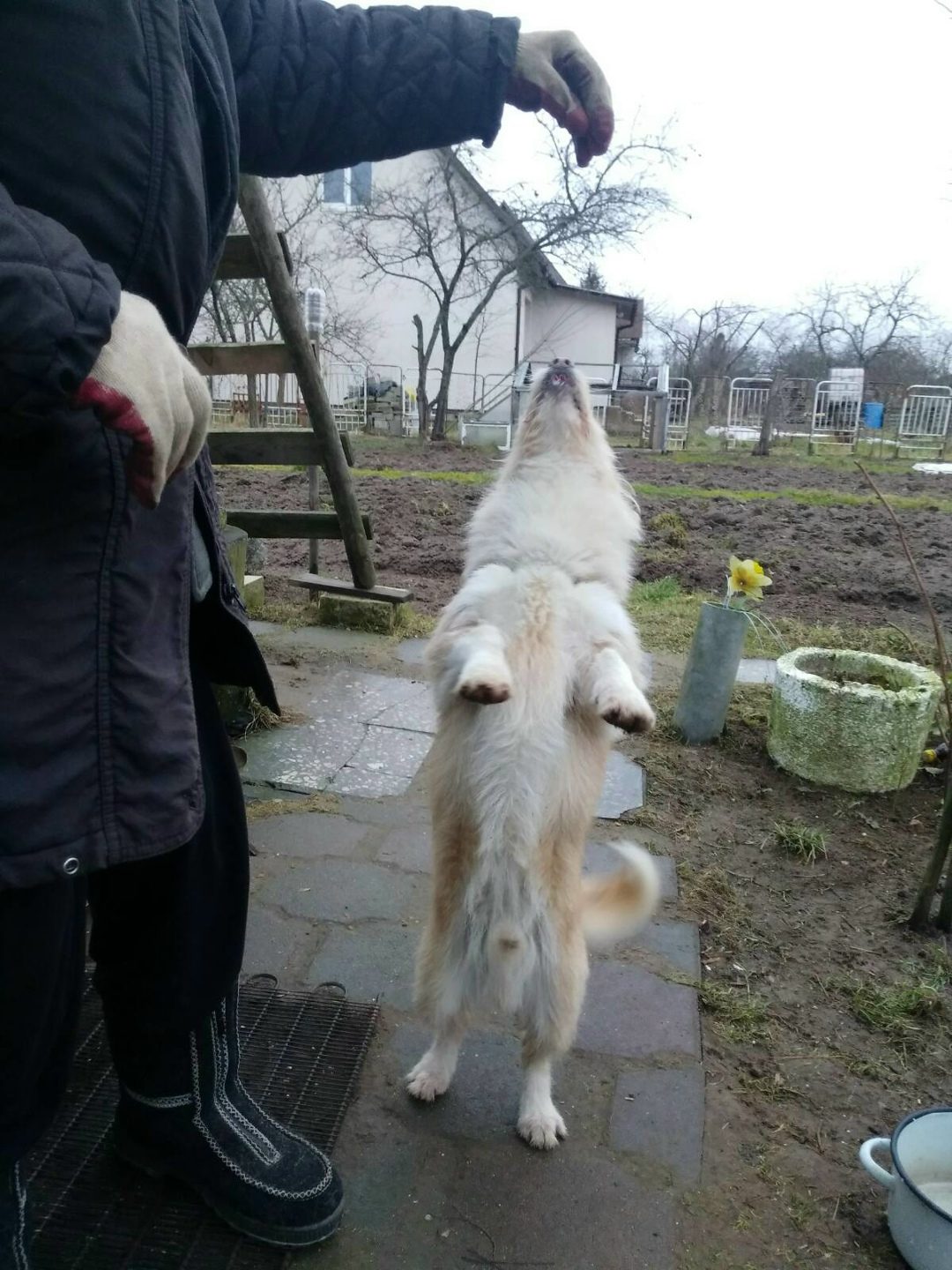 Found Dog in Swansea, Wales — listing photo