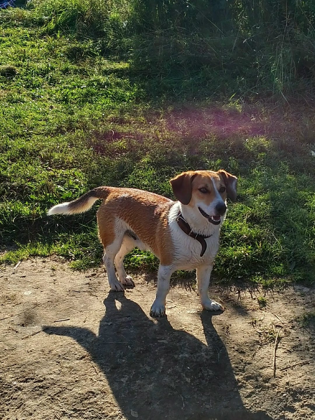 Lost Dog in Swansea, Wales — listing photo