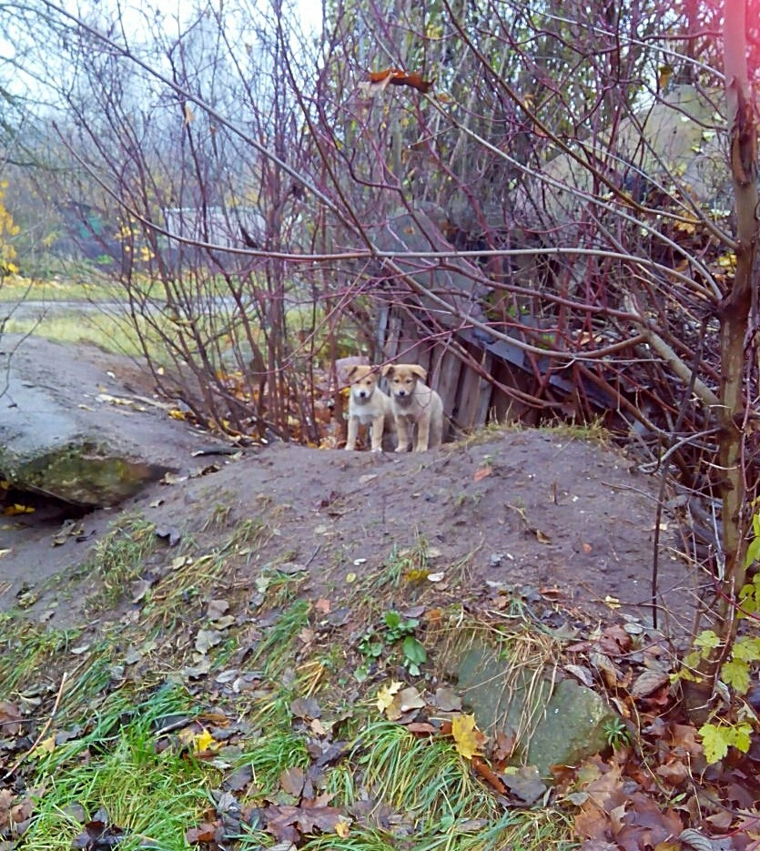 Found Dog in Birmingham, England — Stray dog found safe