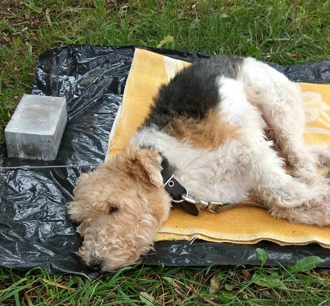 Found Dog in Birmingham, England — Dog found nearby