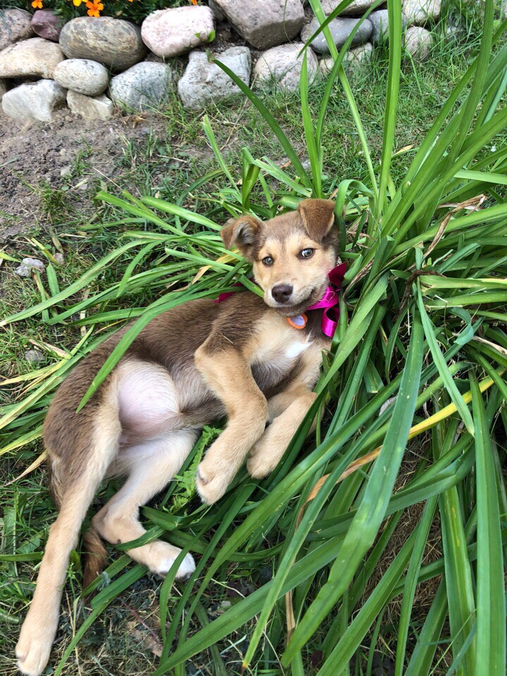 Found Dog in Norwich, England — Stray dog found safe