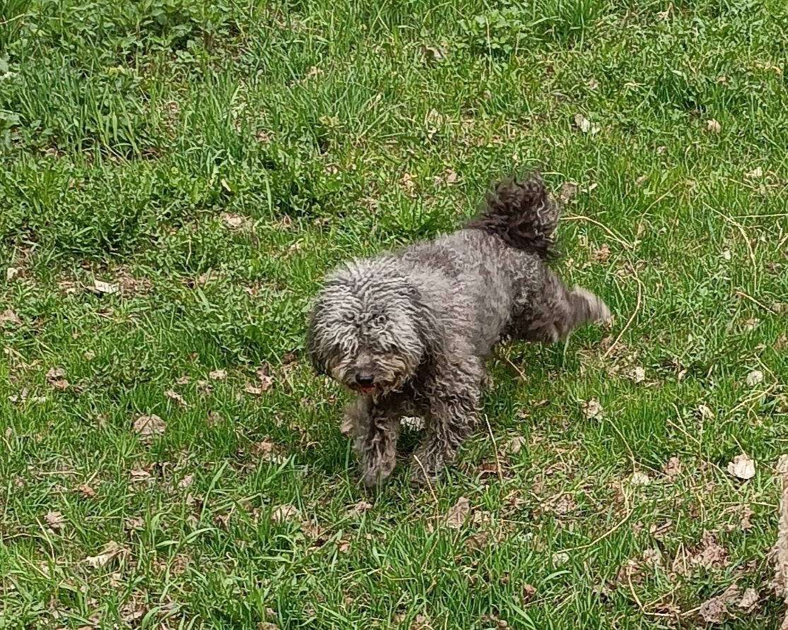 Found Dog in Birmingham, England — Dog found nearby