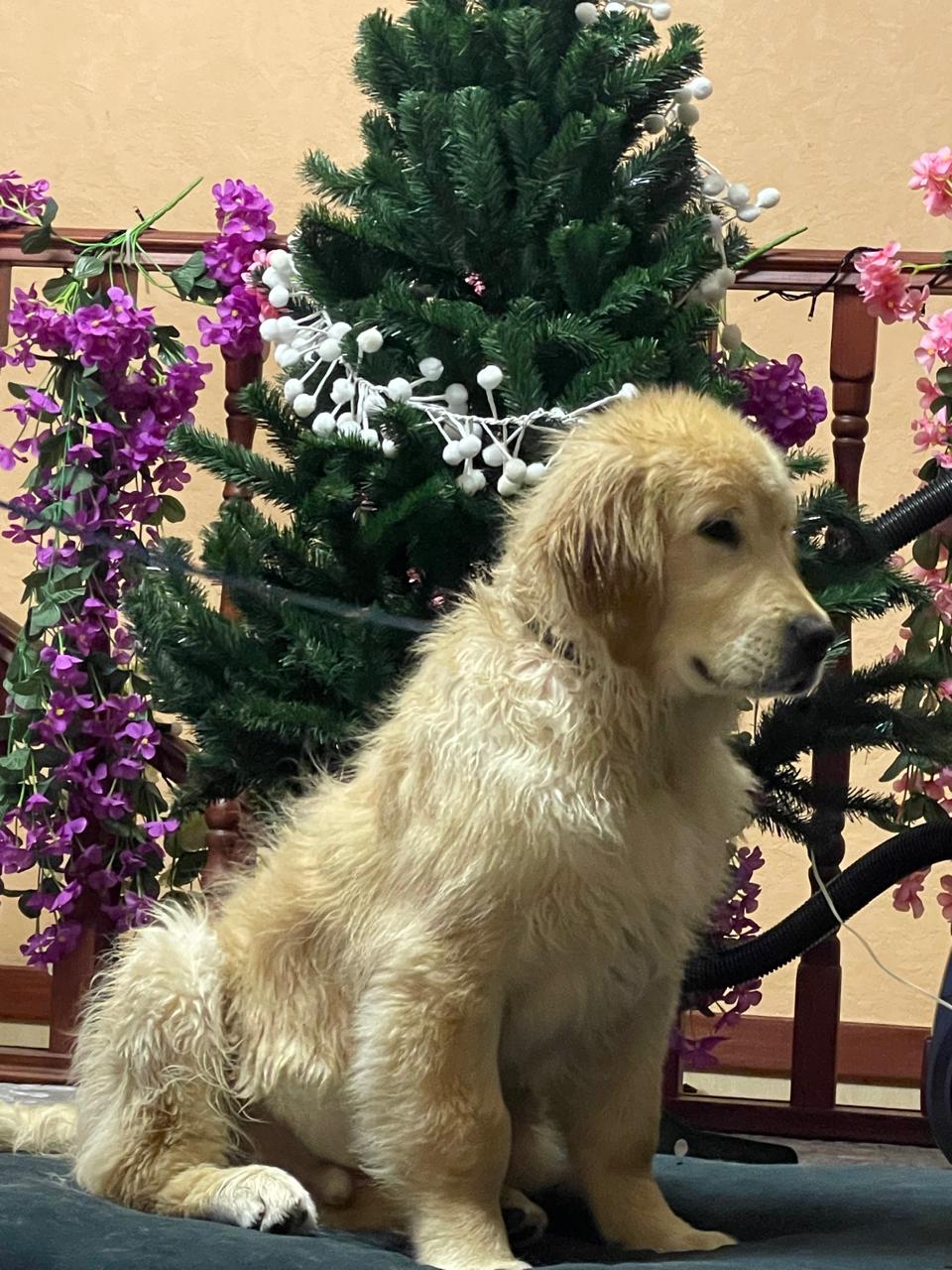Lost Dog in Newcastle upon Tyne, England — listing photo