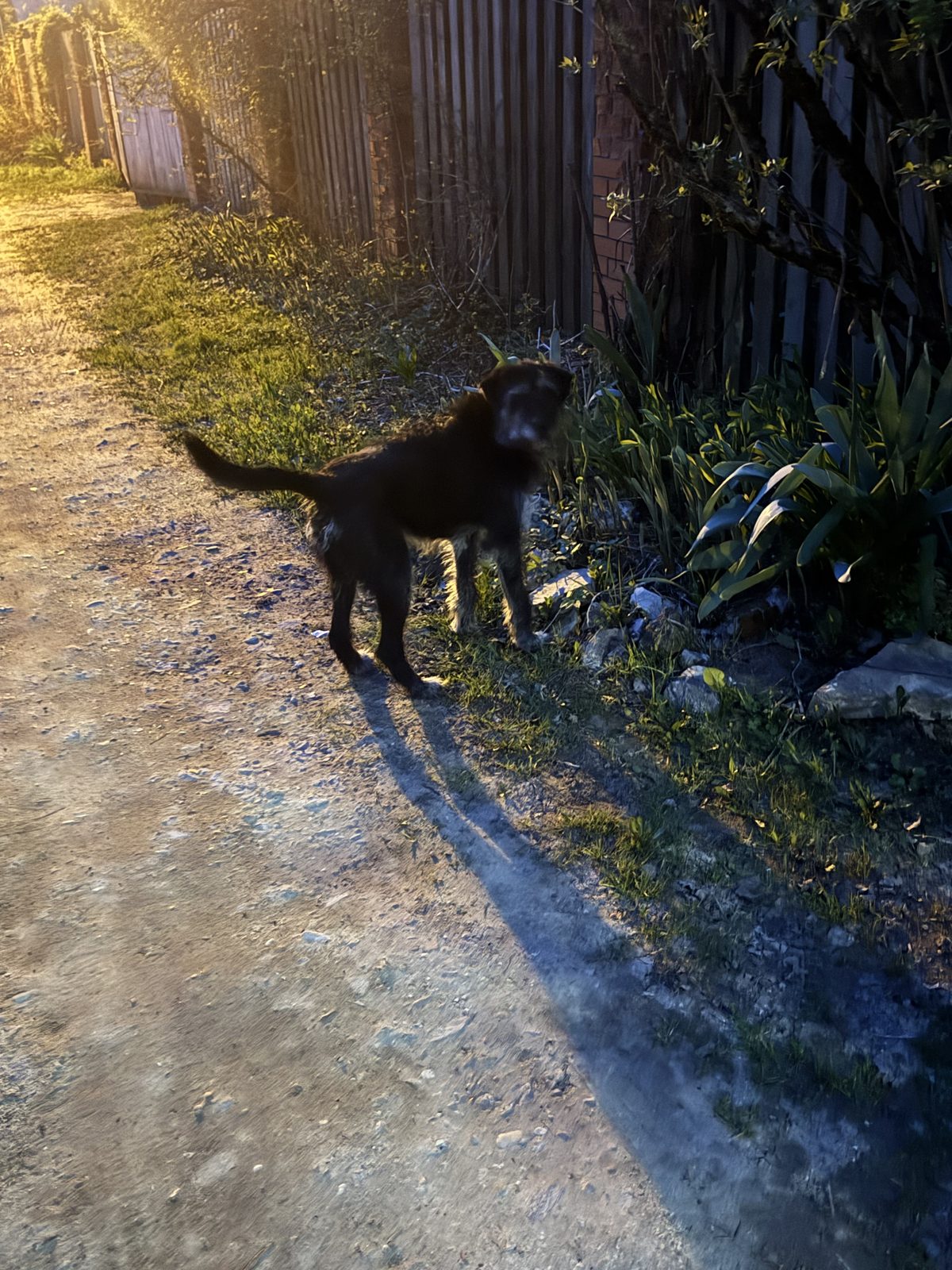 Found Dog in York, England — listing photo