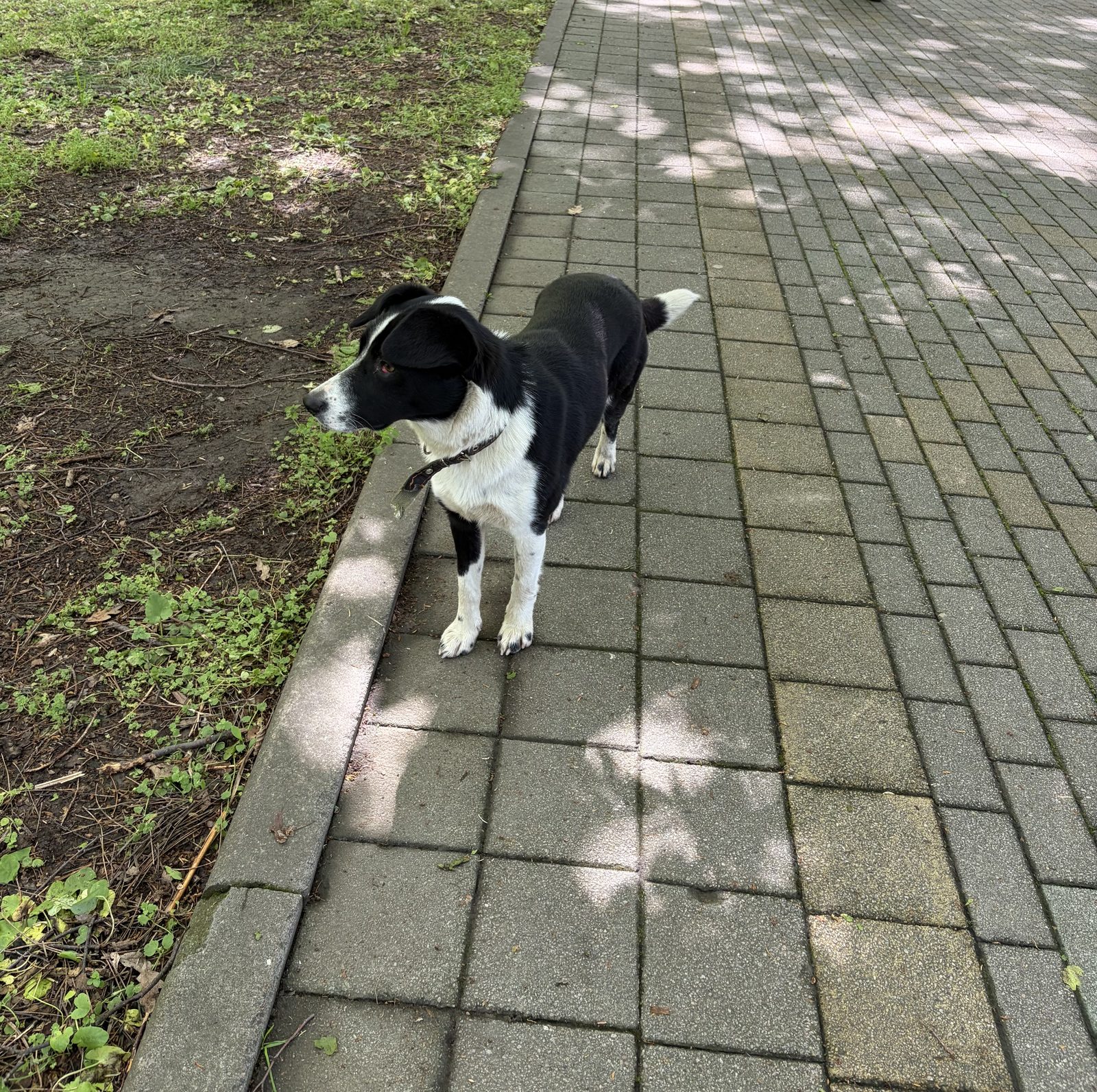 Found Dog in Coventry, England — listing photo