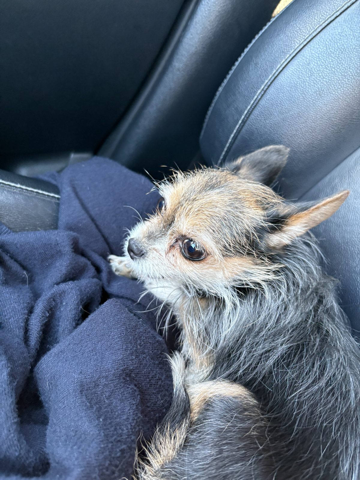 Found Dog in Edinburgh, Scotland — listing photo