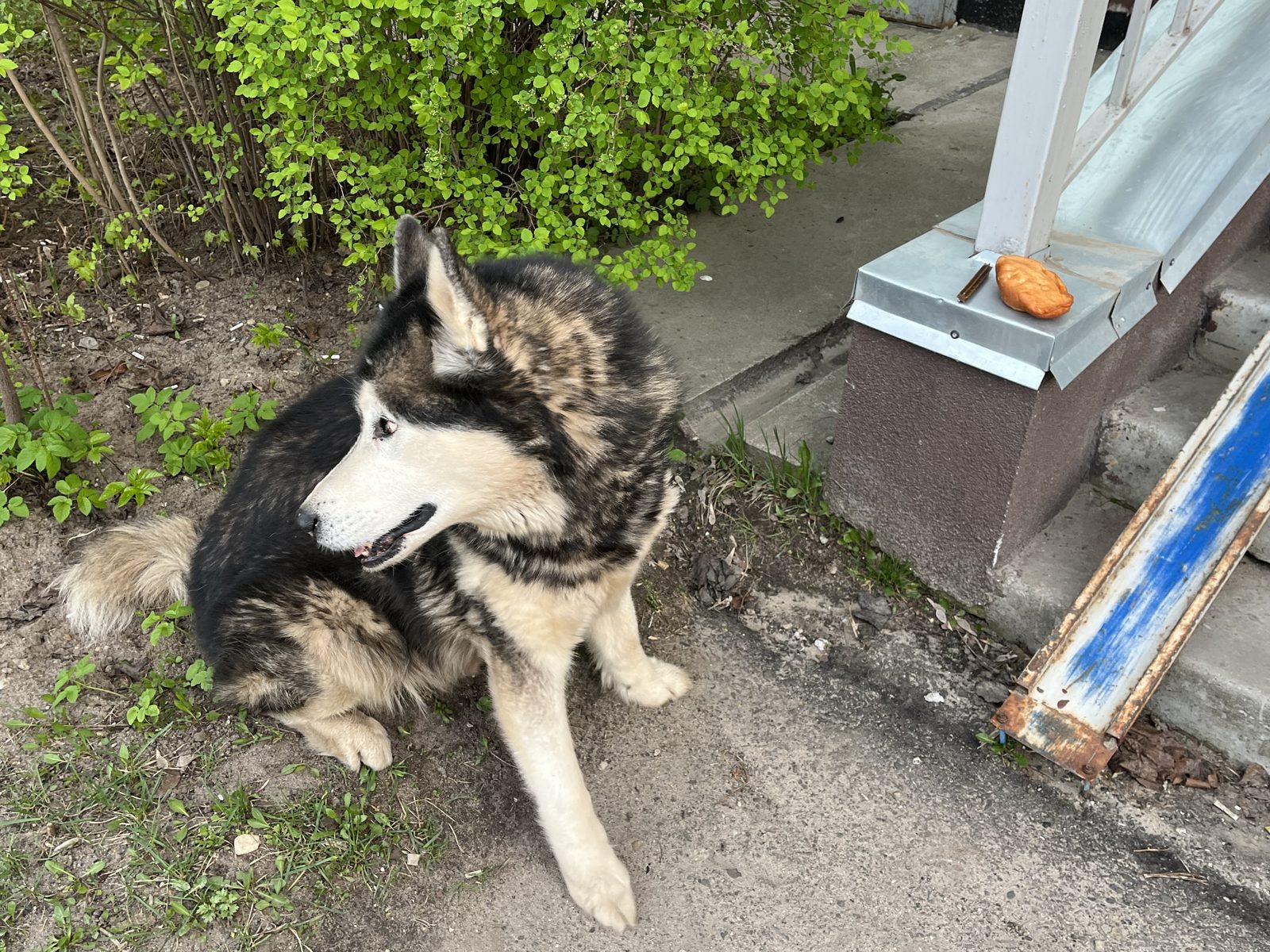 Found Dog in Reading, England — Dog found nearby