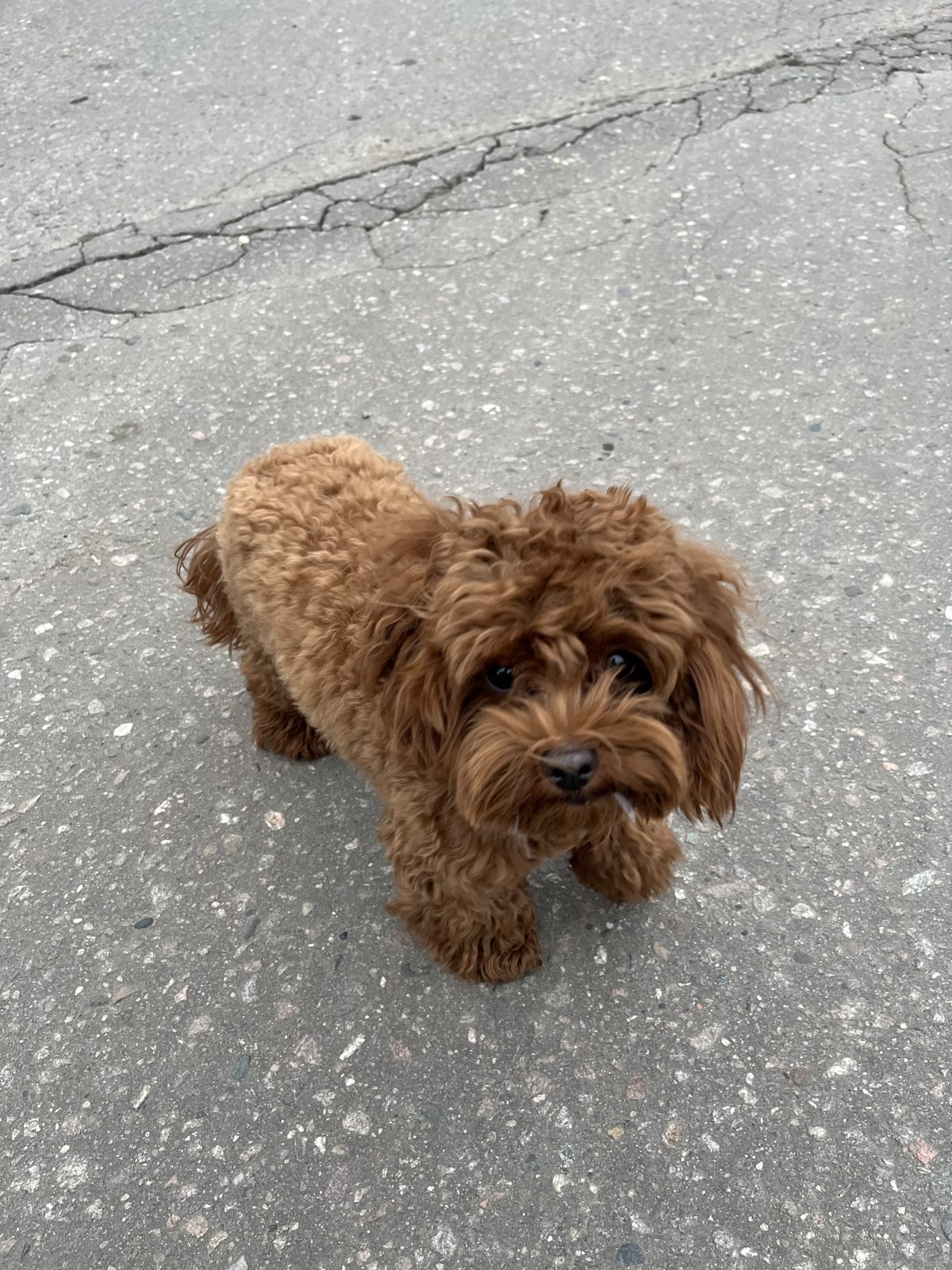 Found Dog in Aberdeen, Scotland — Dog found nearby