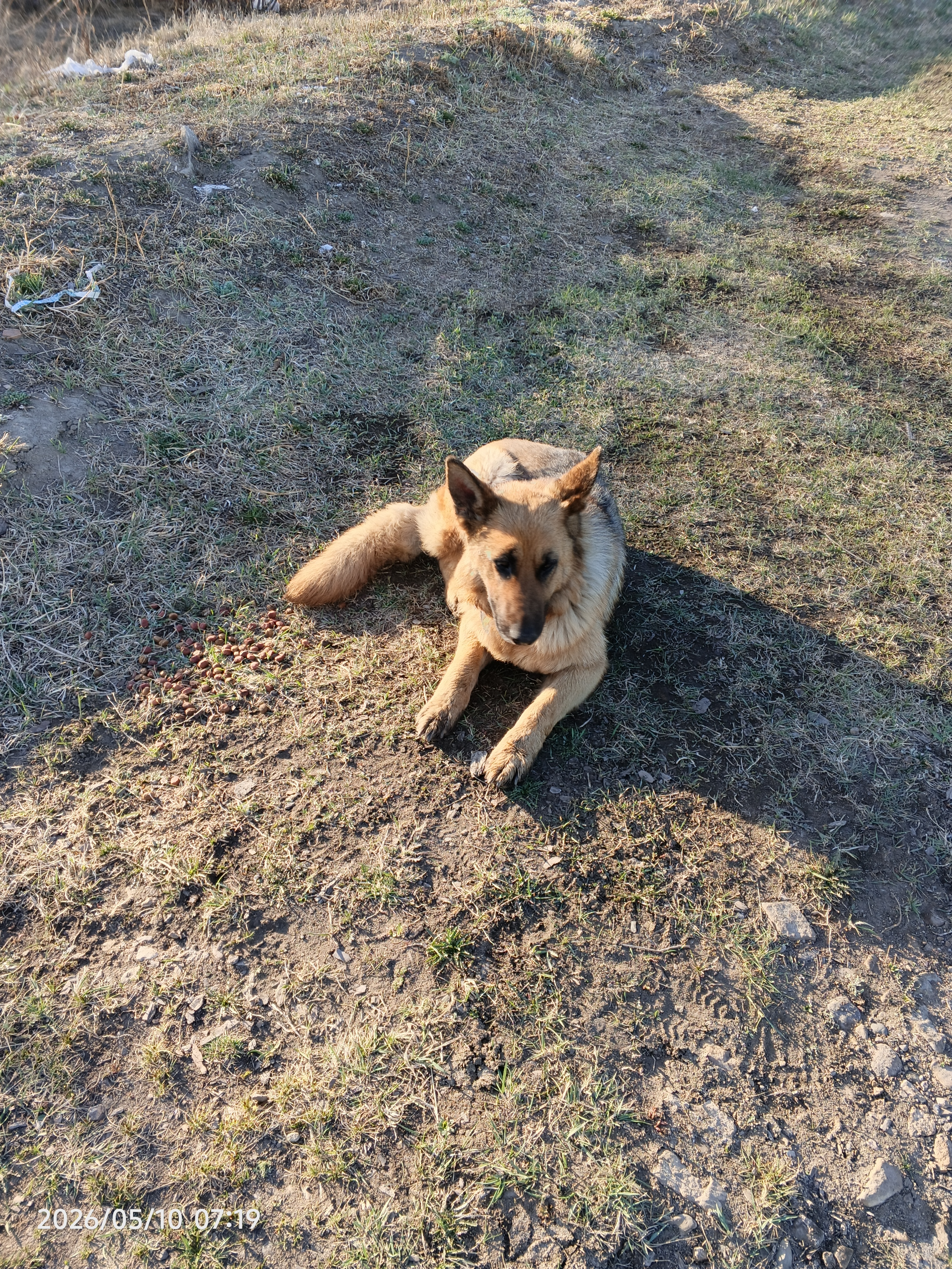 Found Dog in Swansea, Wales — listing photo