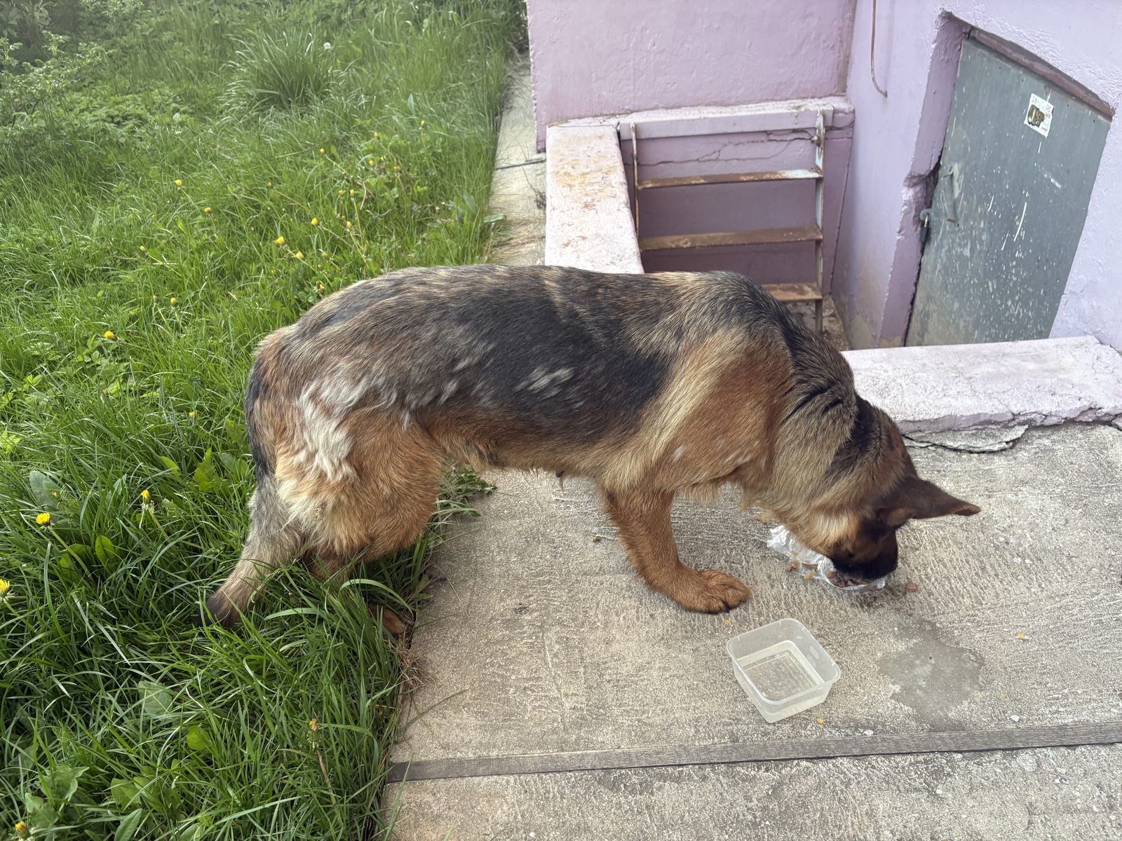 Found Dog in Plymouth, England — Stray dog found safe