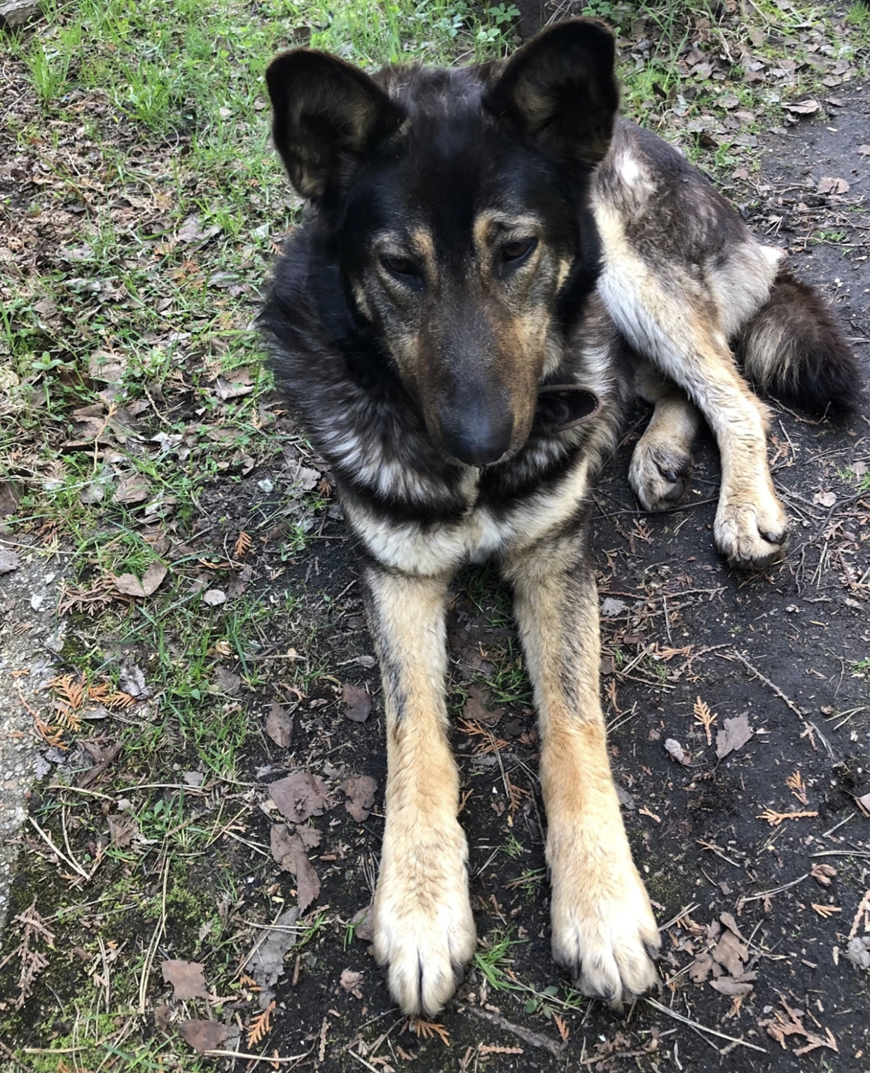 Found Dog in Sheffield, England — listing photo