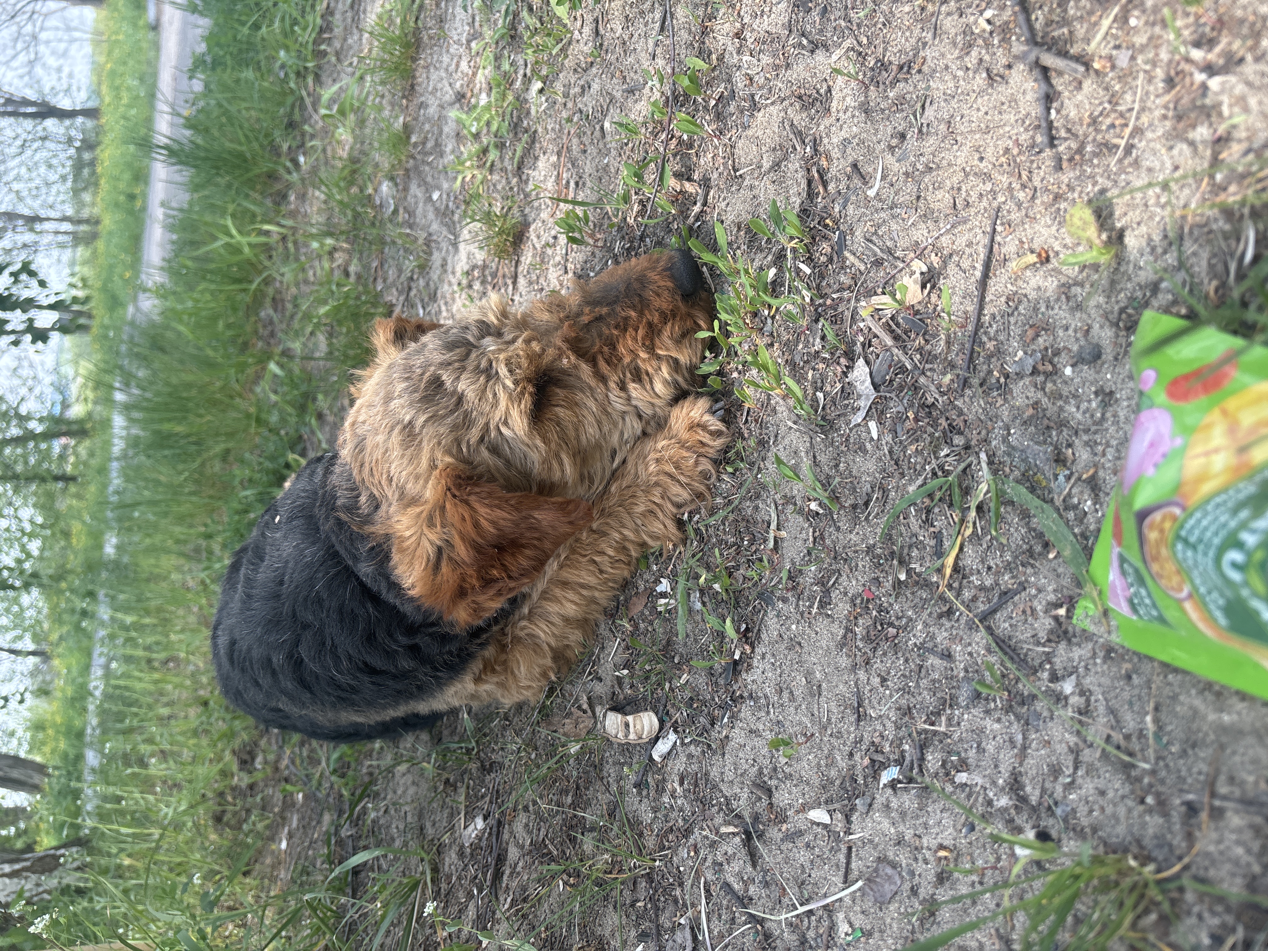 Found Dog in London, England — listing photo