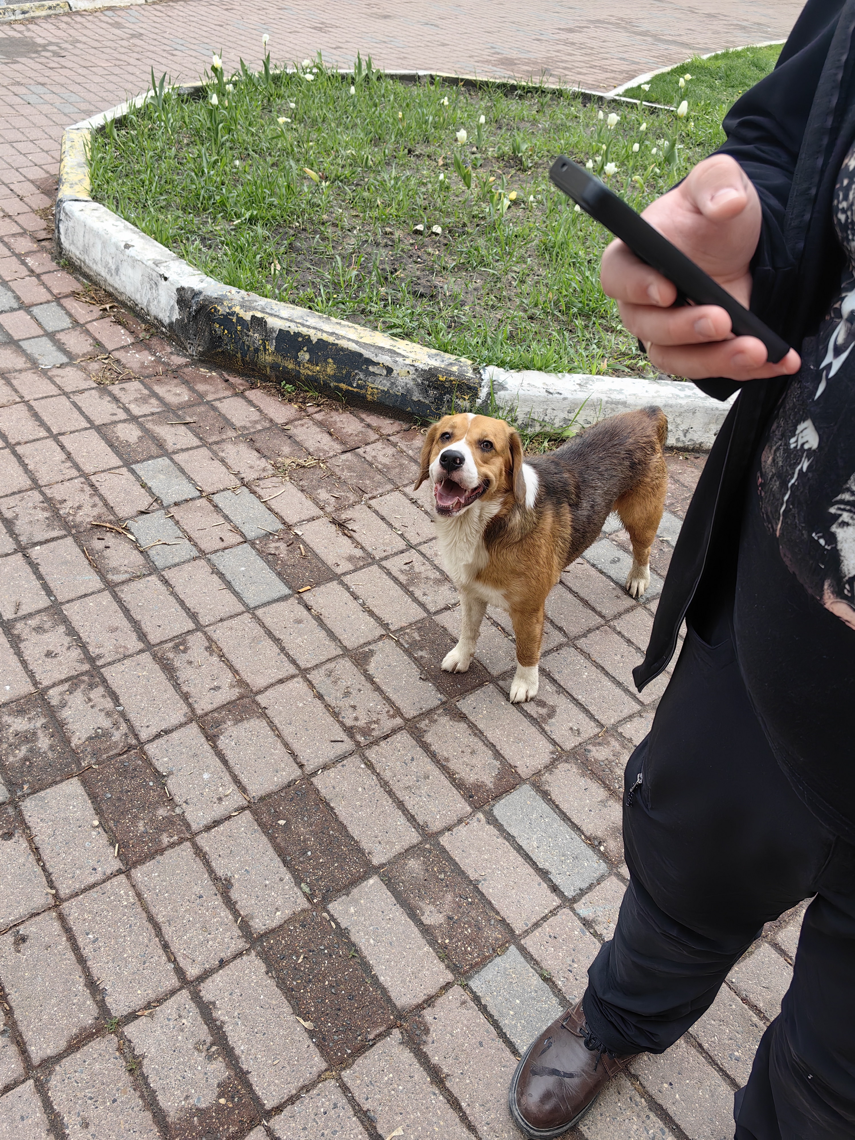 Found Dog in Southampton, England — listing photo