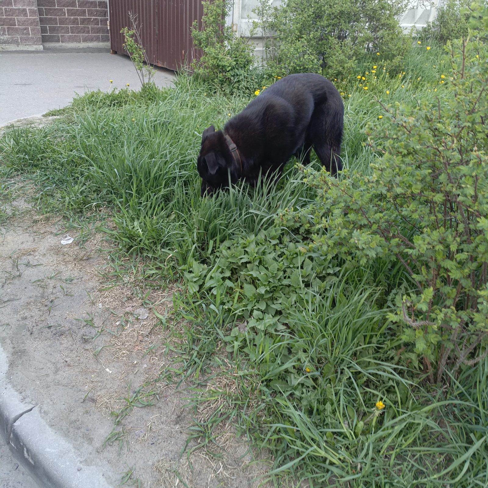 Found Dog in Norwich, England — Dog found nearby