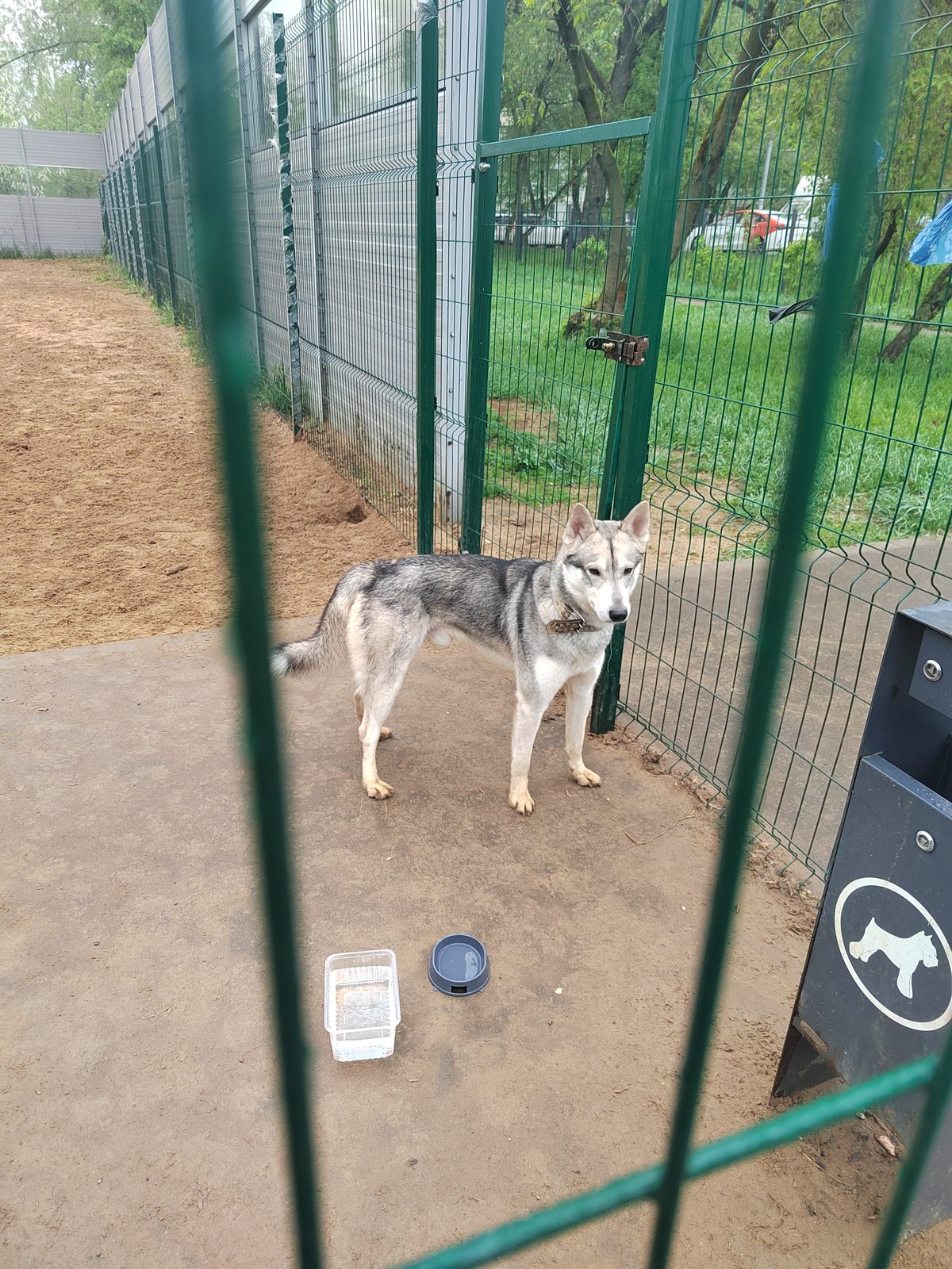 Found Dog in Stoke-on-Trent, England — Dog found nearby