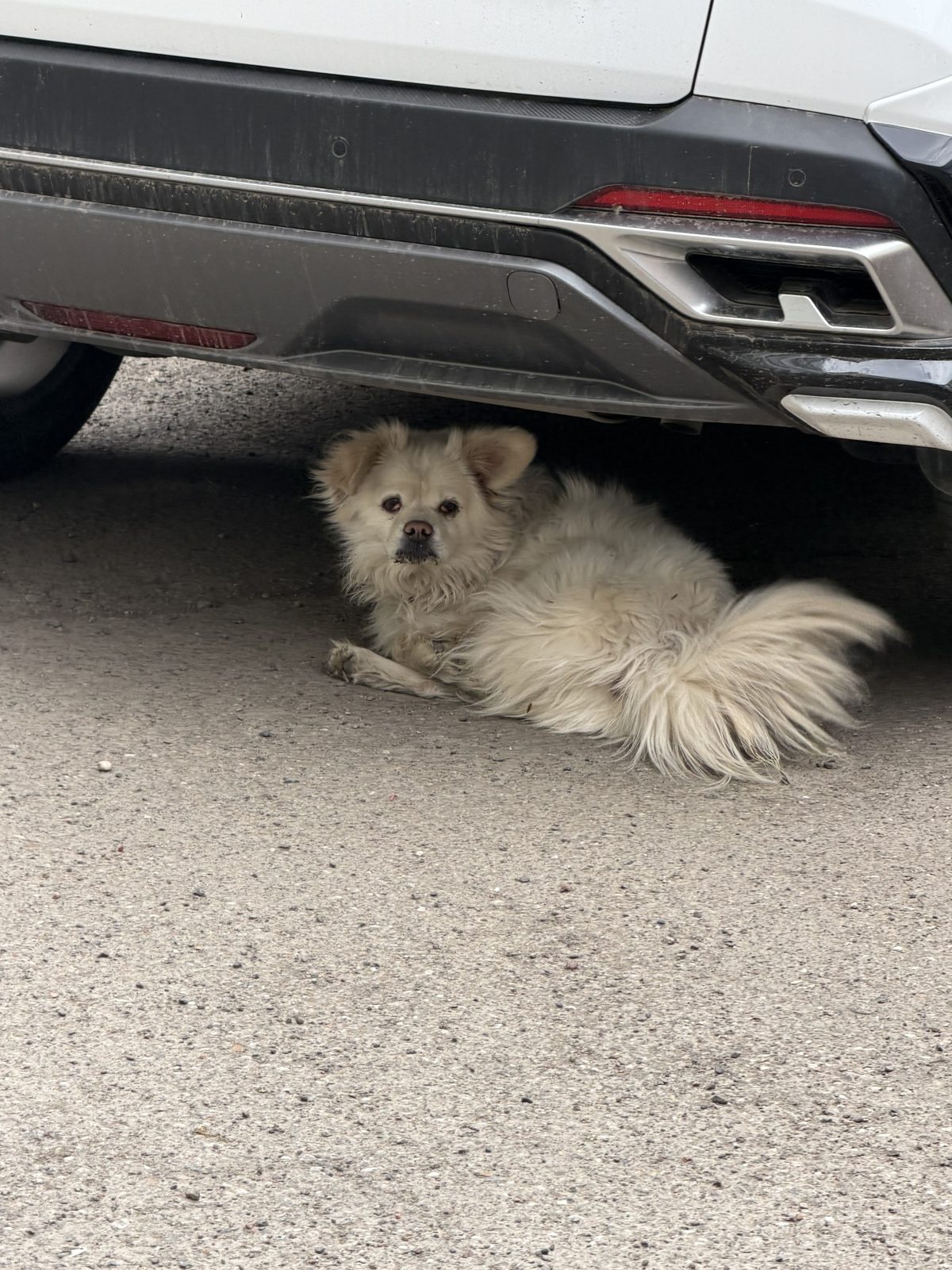 Found Dog in Sheffield, England — listing photo