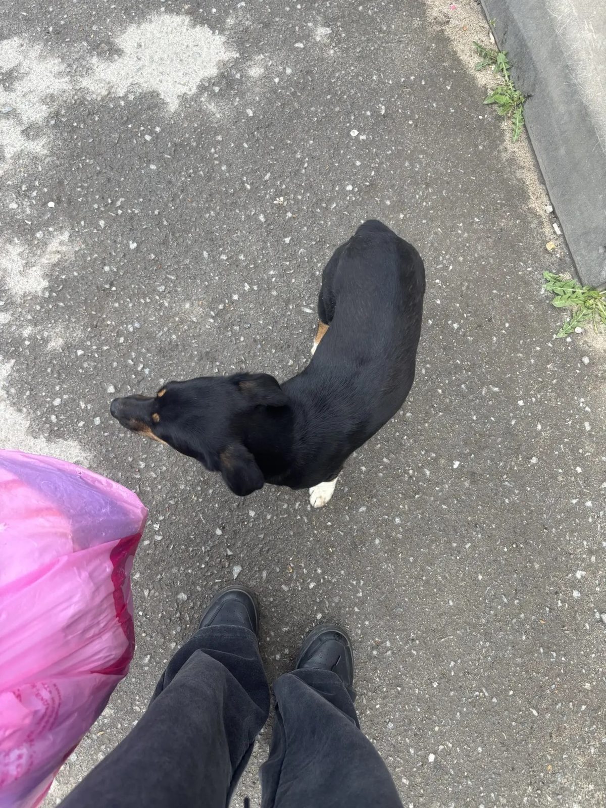 Found Dog in Portsmouth, England — Stray dog found safe