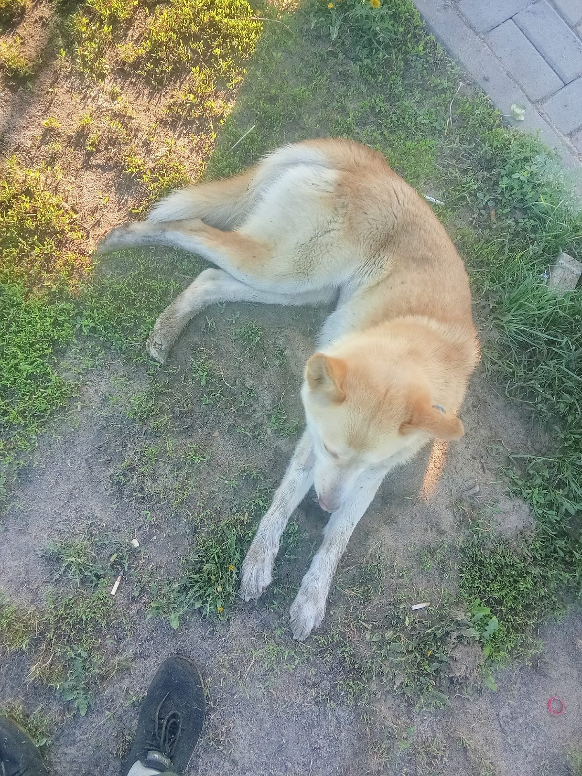 Found Dog in Sheffield, England — listing photo