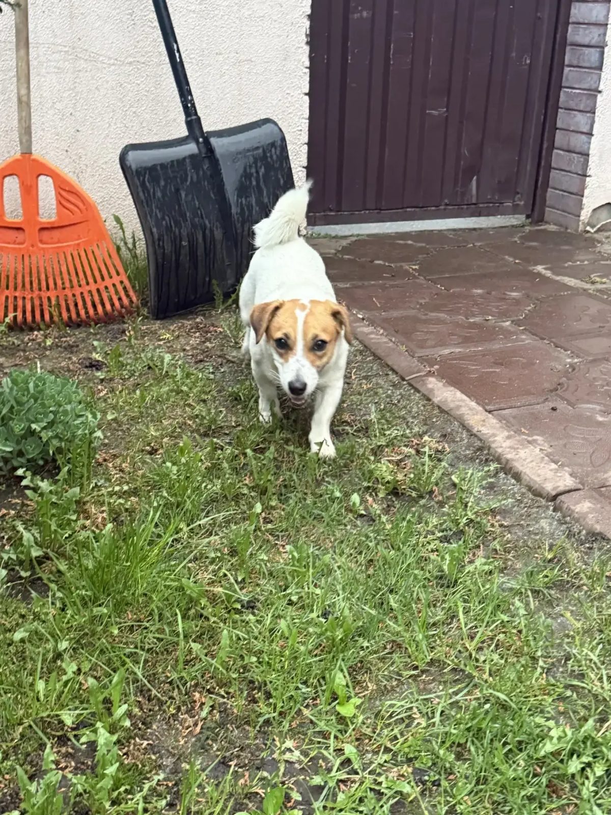 Found Dog in Brighton, England — listing photo