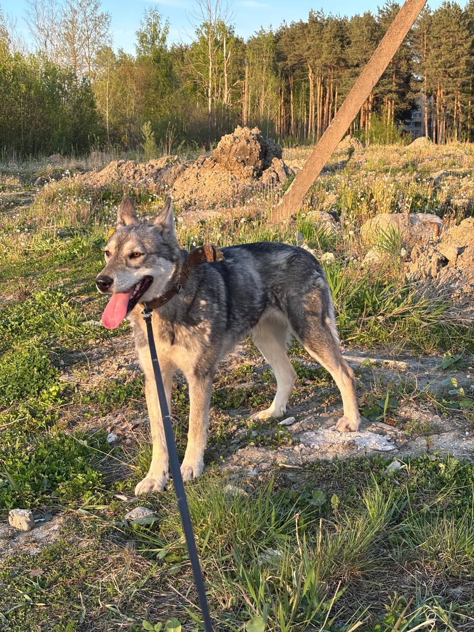 Found Dog in Portsmouth, England — Dog found nearby