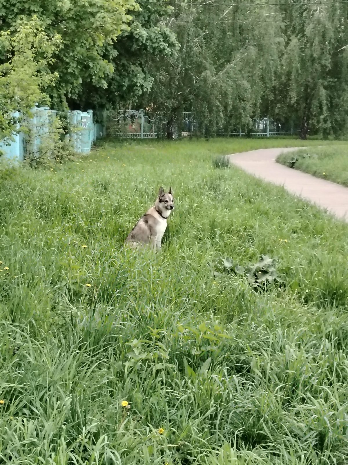 Found Dog in Southampton, England — listing photo
