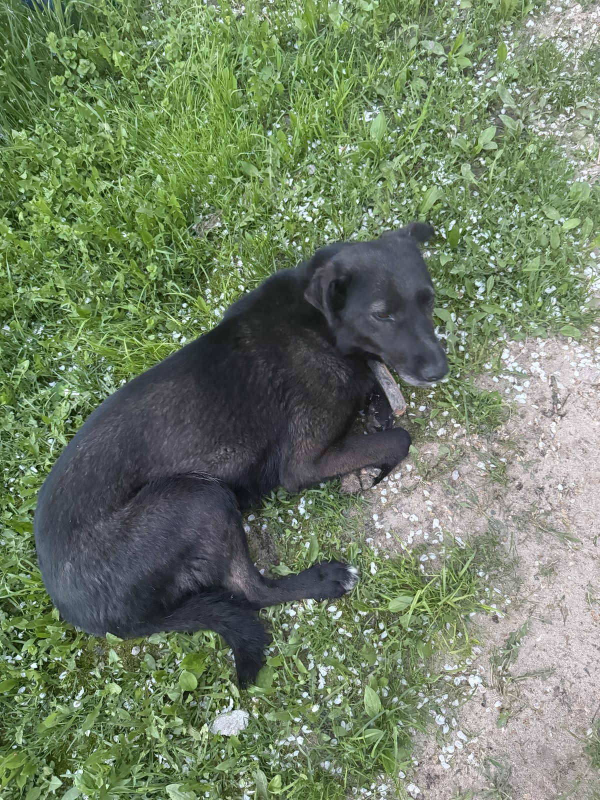 Found Dog in Nottingham, England — Dog found nearby