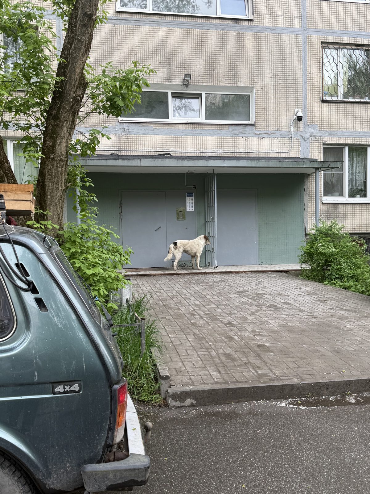 Found Dog in Aberdeen, Scotland — Stray dog found safe