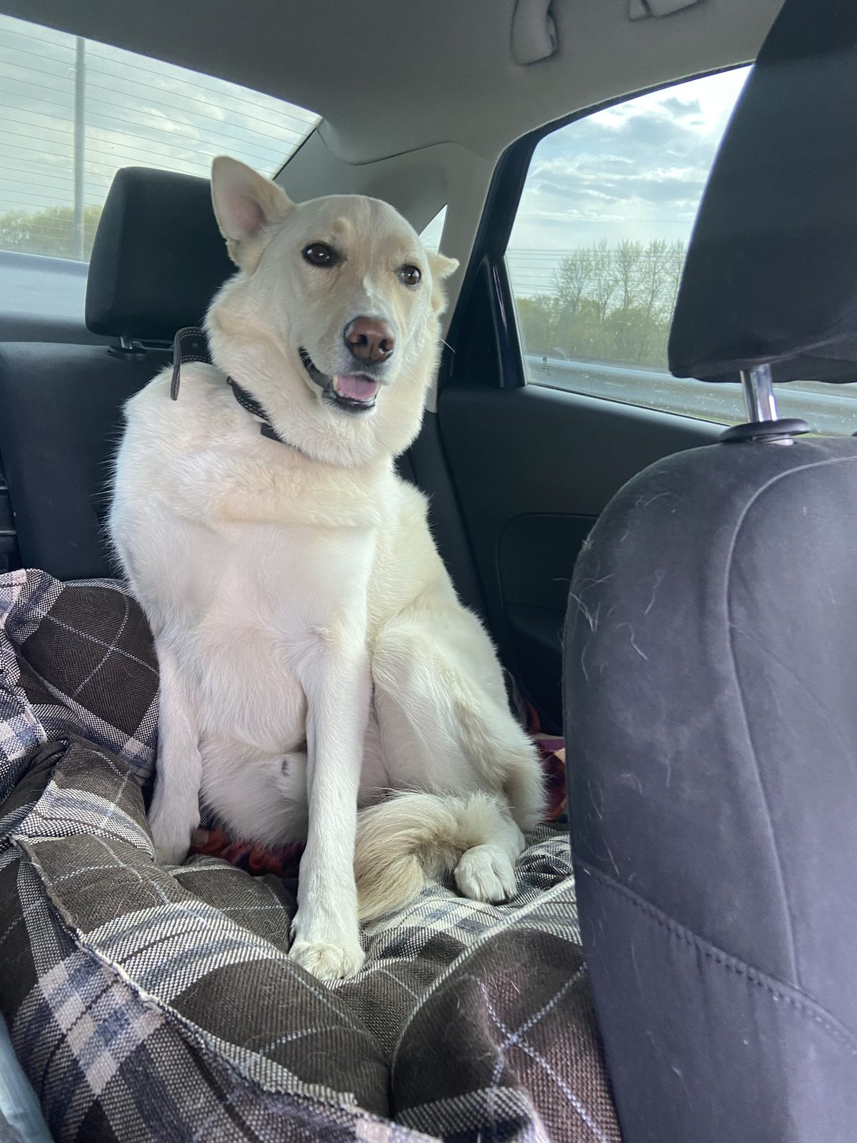 Lost Dog in Glasgow, Scotland — listing photo