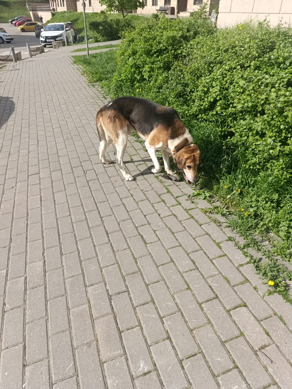 Found Dog in Belfast, Northern Ireland — Dog found nearby