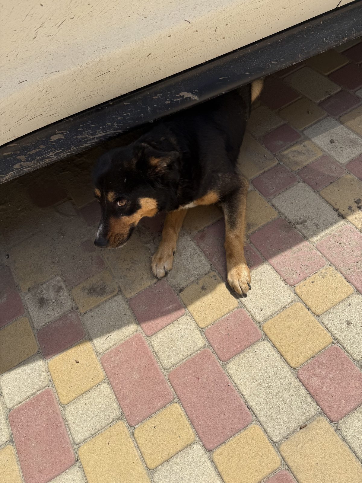 Found Dog in Wolverhampton, England — listing photo