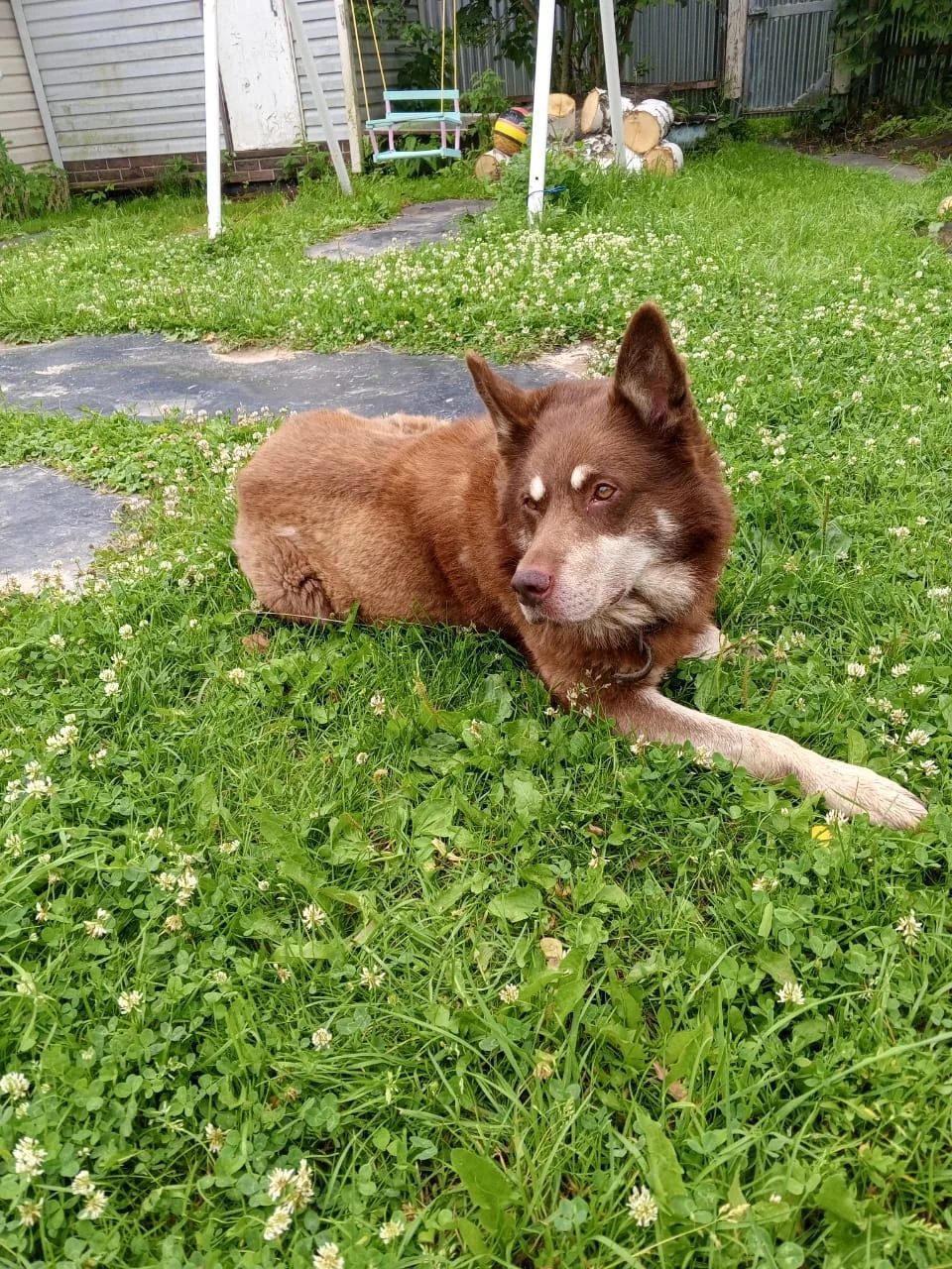Lost Dog in Southampton, England — listing photo