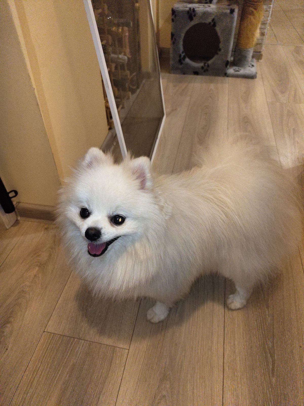 Found Dog in Bradford, England — listing photo