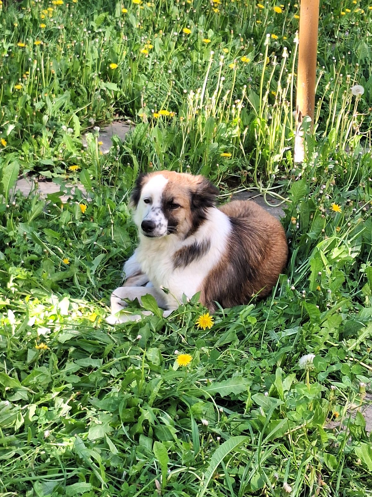 Found Dog in Glasgow, Scotland — Dog found nearby