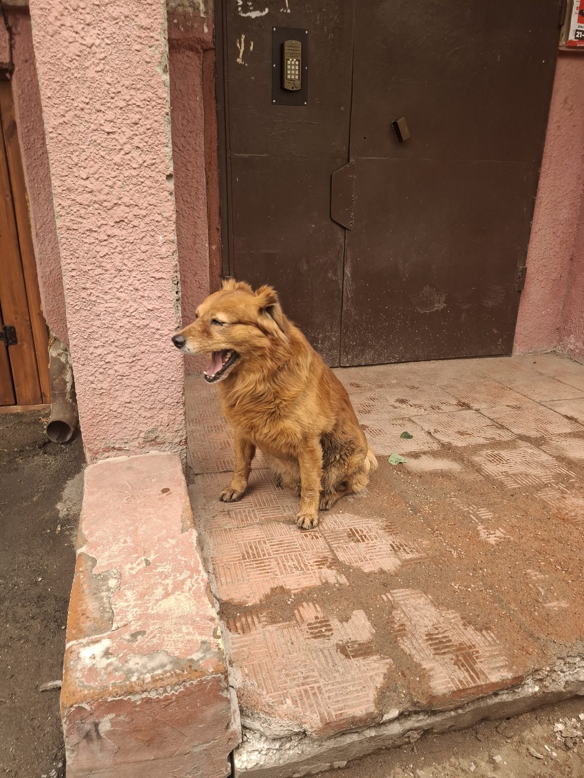Found Dog in Coventry, England — listing photo