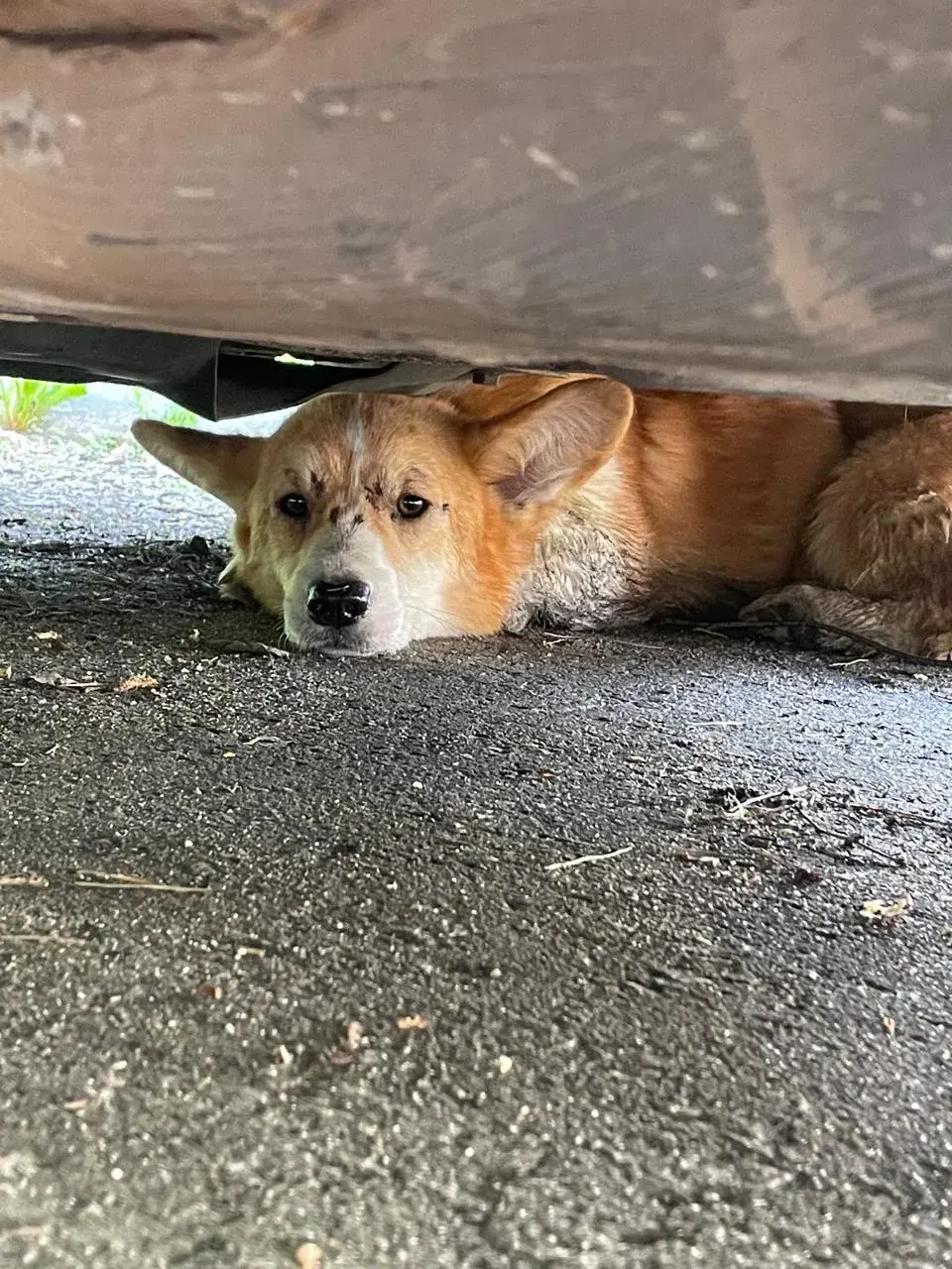 Found Dog in Leeds, England — Dog found nearby
