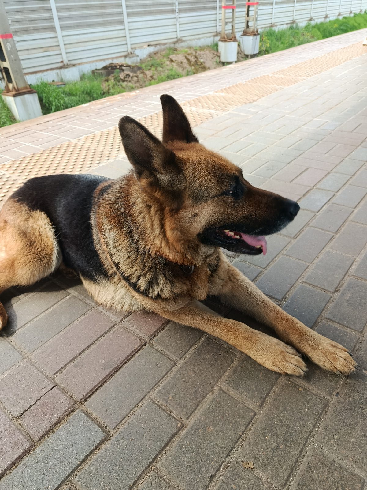 Found Dog in Liverpool, England — listing photo