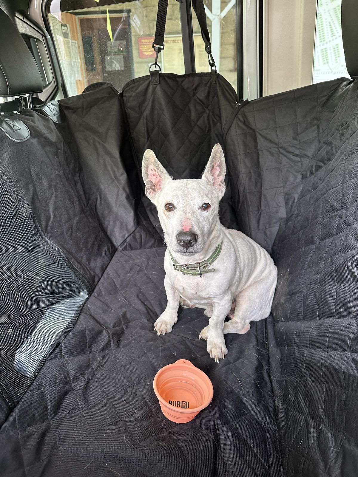 Found Dog in Southampton, England — listing photo