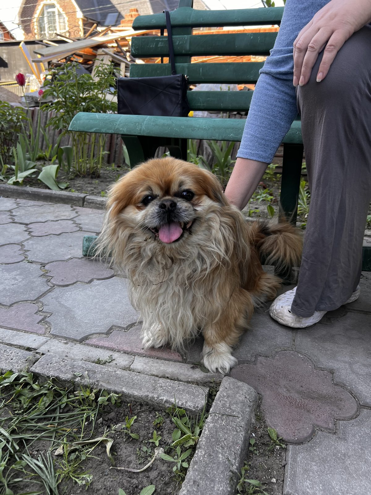 Found Dog in Cardiff, Wales — listing photo