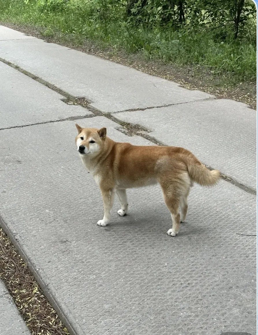 Found Dog in Edinburgh, Scotland — listing photo